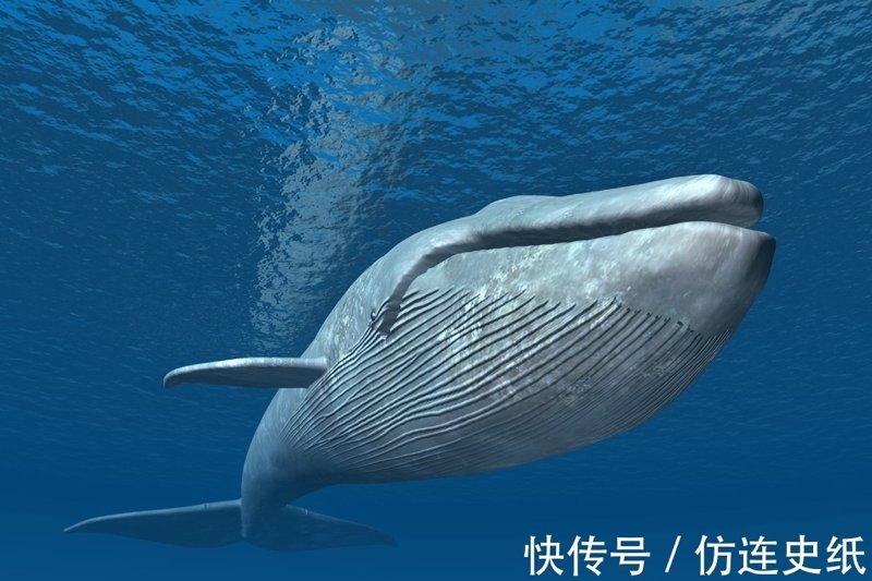 小程序定制：打造专属商业生态的小钥匙